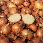 Shallot : Golden Gourmet 1 pack