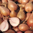 Shallot : Jermor 1 pack