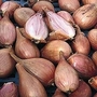 Shallot : Longor 1 pack