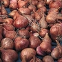 Shallot : Pikant 1 pack