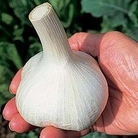 Garlic : Elephant Garlic 12 cloves - Spring Planting