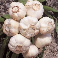 Garlic : Wight Cristo 2 large bulbs - Spring Planting