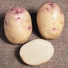 Potato : Kestrel 20 tuber pack