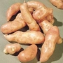 Potato : Pink Fir Apple 20 tuber pack