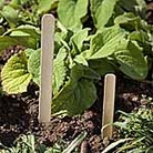 Wooden Labels