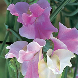 Lively Lassie Sweet Pea Seeds