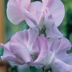 Lilac Silk Sweet Pea Seeds