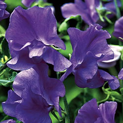 Oxford Blue Sweet Pea Seeds