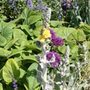 mullein