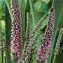 culver's root