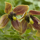 clematis (group 3)
