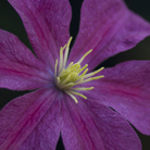 clematis (group 3)