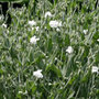 white rose campion
