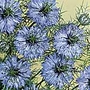 Bellis Spring Star Mixed Plants