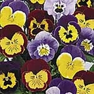 Pansy Joker Mix Plants Units: Pack of 30 Garden Ready Plants - Flower Plants
