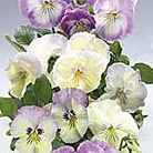 Pansy F1 Northern Lights Plants Units: Pack of 20 Easiplants - Flower Plants
