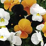 Viola F1 Tricky Mix Plants Units: Pack of 40 Easiplants - Flower Plants