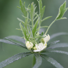 small scabious