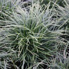 mondo grass