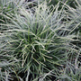 mondo grass