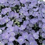 Campanula carpatica Blue 6 plants
