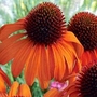 Coneflower Tiki Torch 5 plants + 4 FREE