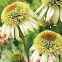 Coneflower Coconut Lime 2 x 7cm potted plants