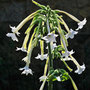 Tobacco Plant