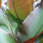 red abyssinian / Ethiopian banana (syn. Musa ensete rubra)