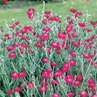 Campion Seeds (Lychnis Coronaria)
