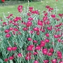 Campion Seeds (Lychnis Coronaria)