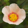 malvastrum