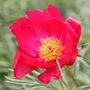 paeony / peony