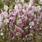 Japanese wisteria ( syn. Wisteria Pink Ice )