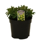 Euphorbia polychroma - Spurge