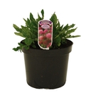 Knautia macedonica Melton Pastels - Knautia