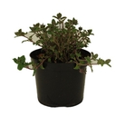 Nepeta x faassenii  Catmint