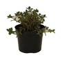 Nepeta x faassenii  Catmint