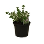 Nepeta x racemosa Snowflake  Catmint