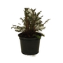 Polemonium yezoense Purple Rain  Jacobs Ladder