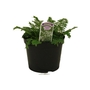 Polemonium caeruleaum Alba  Jacobs Ladder