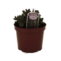 Sedum Purple Emperor - Ice Plant