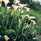 Zantedeschia aethiopica Kiwi Blush  Arum Lily
