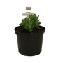 Sedum Autumn Joy - Ice Plant