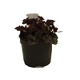 Heuchera Jade Gloss  Coral Flower