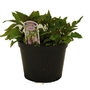 Campanula Elizabeth  Bell Flower