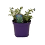Brunnera macrophylla Variegata  Perennial Forget-Me-Not