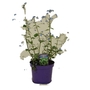 Brunnera macrophylla Jack Frost - Perennial Forget-Me-Not