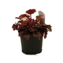 Heuchera Peach Flambe  Coral Flower