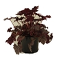 Heuchera pilosissima Plum Pudding  Coral Flower